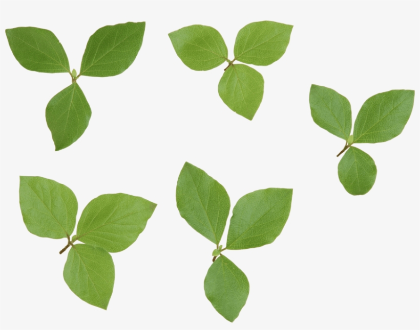Free Png Green Leaves Png Images Transparent - Leaf Png, transparent png download