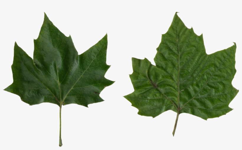 Platanus Scanned Leaves - Platanus Vs Maple Leaf, transparent png download