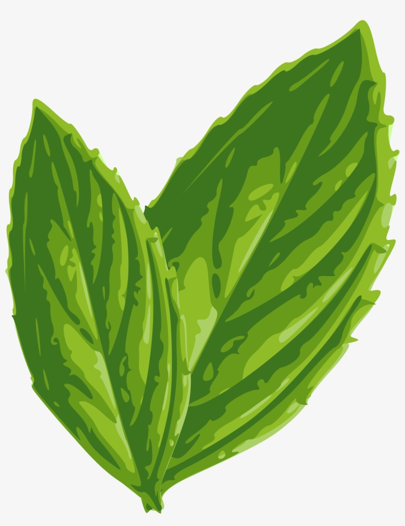 Foliage Clipart Mint Mint Leaf Clip Art Transparent PNG 1941x2400