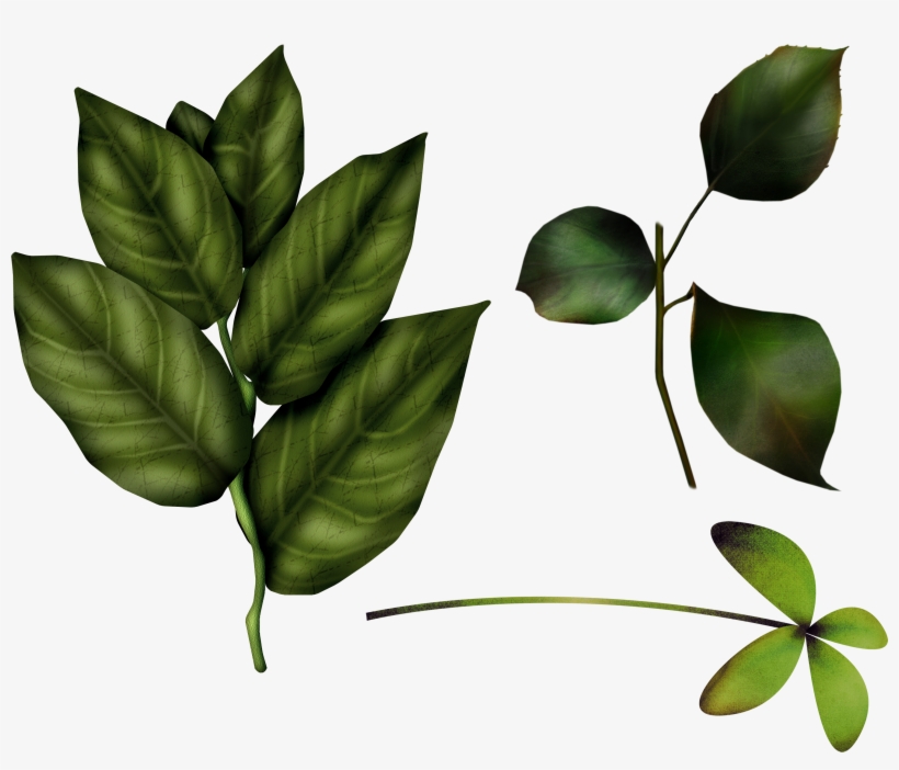 Single Green Leaves Png Download - Baby Winnie The Pooh, transparent png download