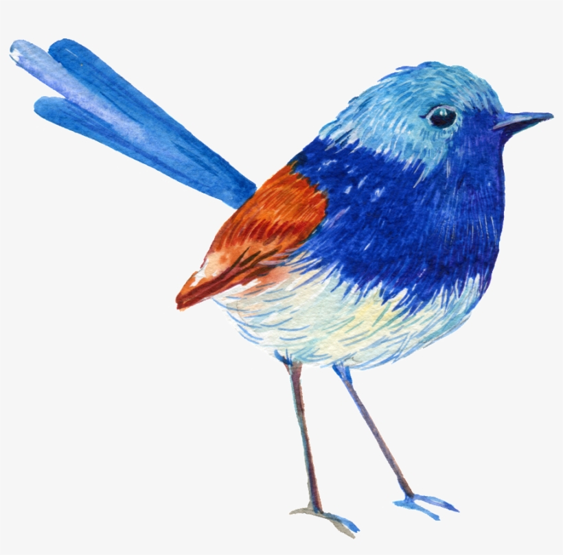 One Eye Sorrowful Bird Png Transparent - Portable Network Graphics, transparent png download