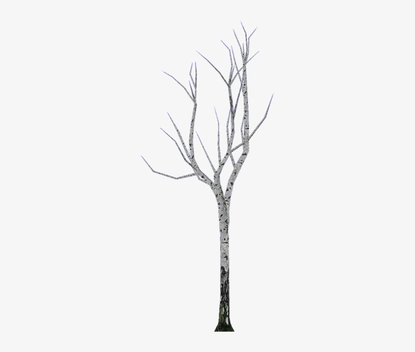 Leaflessbirch - Pond Pine, transparent png download