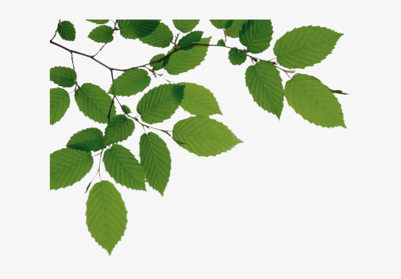 Tree Branch Png File - Tree Branch Png, transparent png download