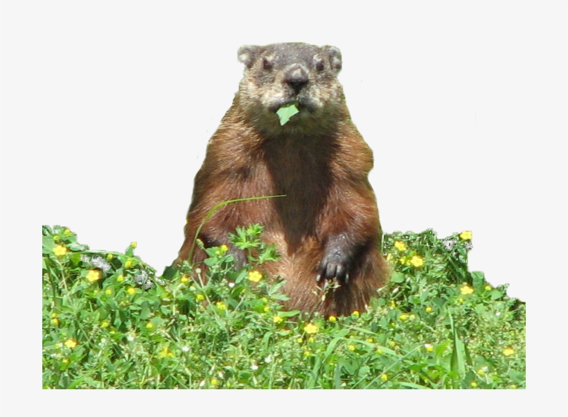 Groundhog, Eating - Groundhog Png, transparent png download