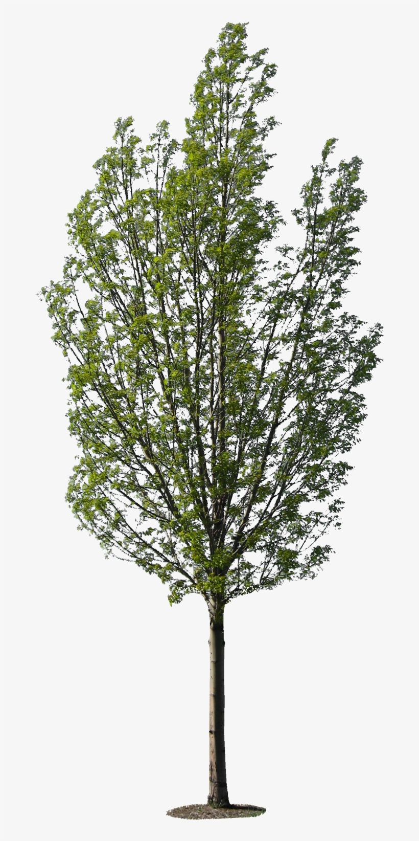 File Size - Free Tree Textures, transparent png download