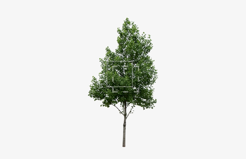 Parent Category - Tree Cut Out Png, transparent png download