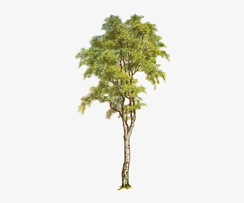 Arbre,tubes,png - Silver Birch Tree Clipart, transparent png download
