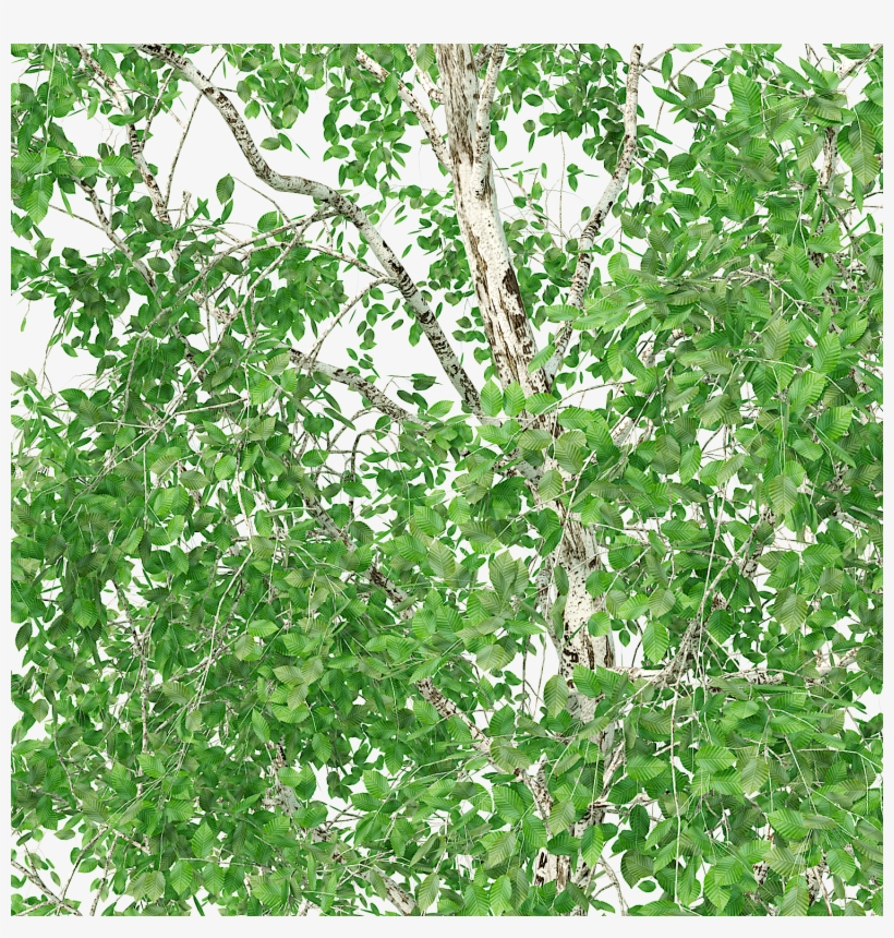 1 2 - Tree, transparent png download