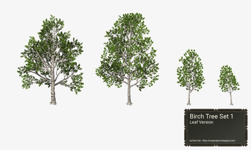 Birch Trees - Pond Pine, transparent png download