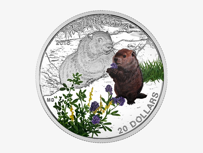 Pure Silver Coloured Coin Baby Animals - 2016 Fine Silver 20 Dollar Coin - Baby Animals: Woodchuck, transparent png download
