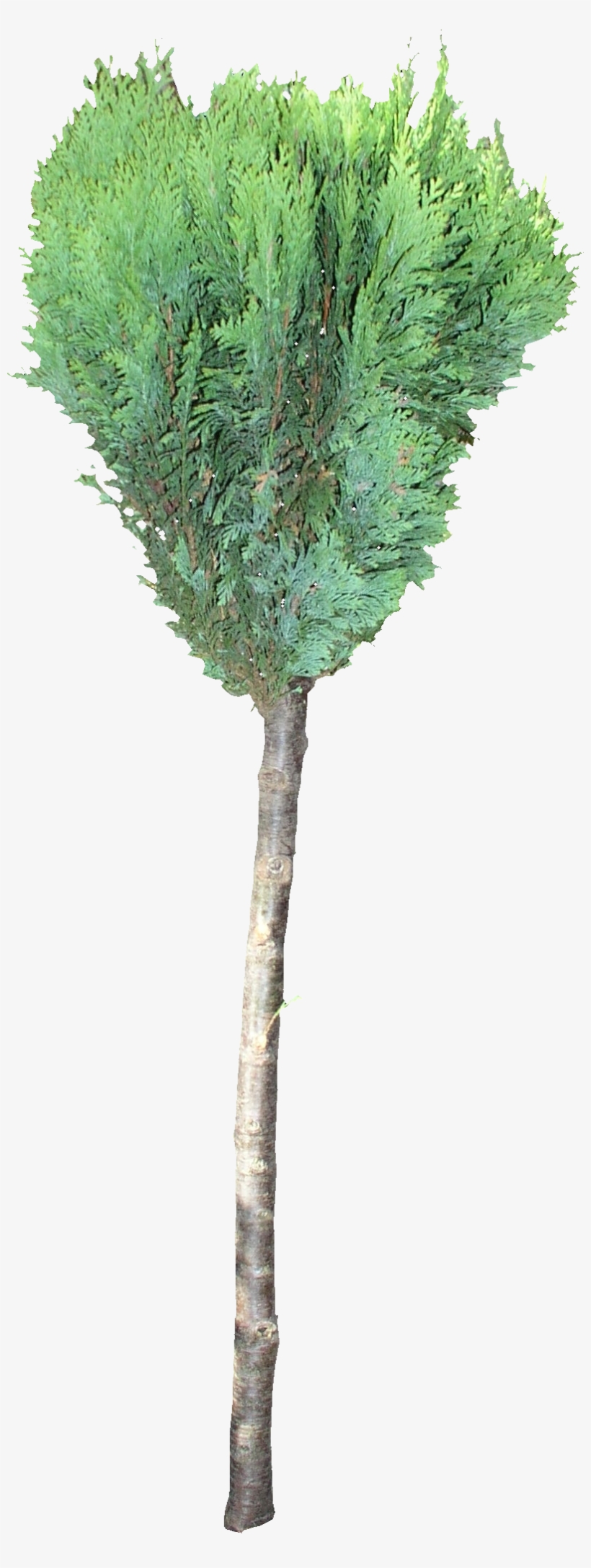 Conifer Tree Png - Pond Pine, transparent png download
