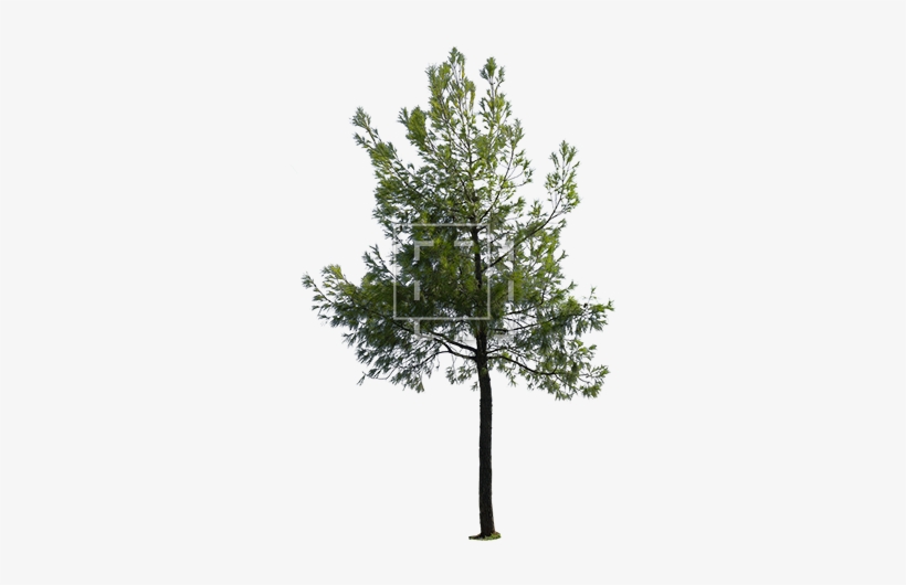 Parent Category - Tree Rendering Png, transparent png download