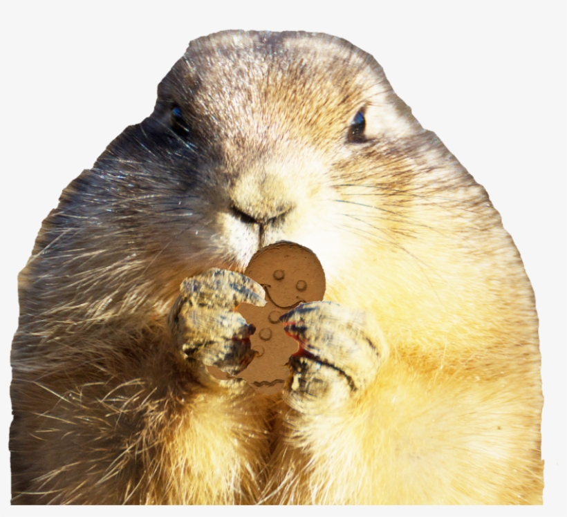 Little Gingerbread House On The Prairie - Punxsutawney Phil, transparent png download