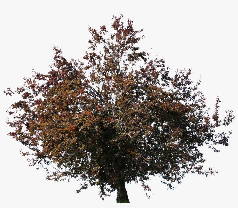 2d Trees, transparent png download