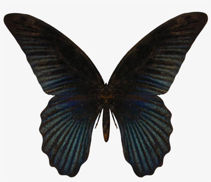 Wings Butterfly Png, transparent png download