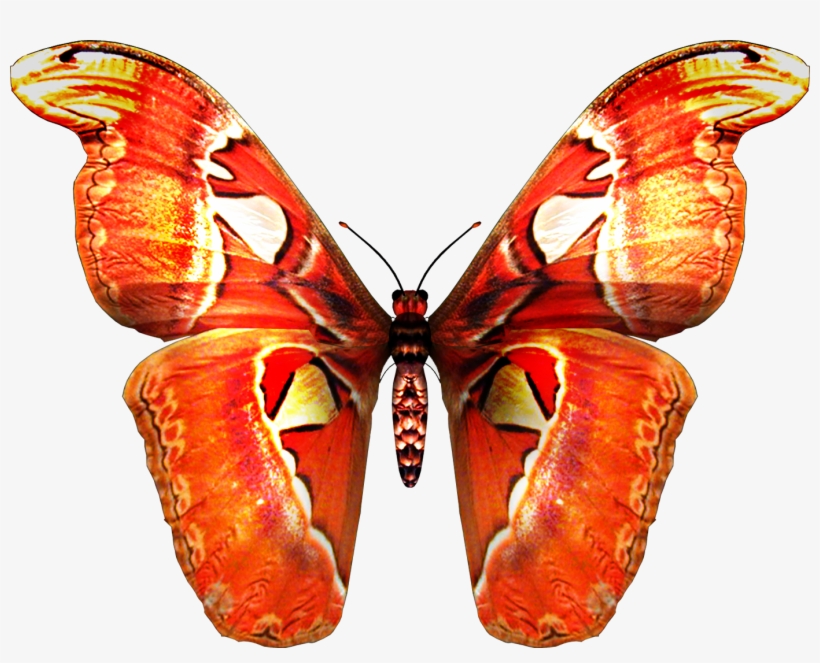Red Orange Butterfly Png - Butterfly Png Images Hd, transparent png download