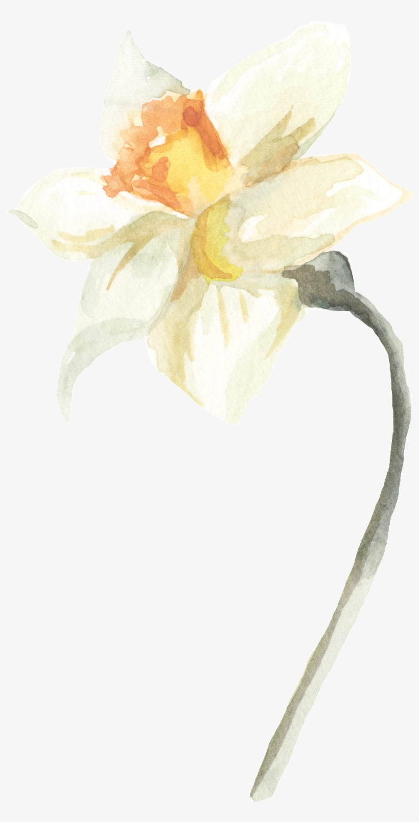Transparent Ornamental For Ice White Stamens - Flower, transparent png download