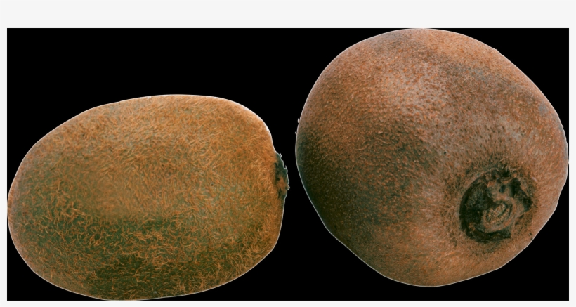 Common Persimmon, transparent png download