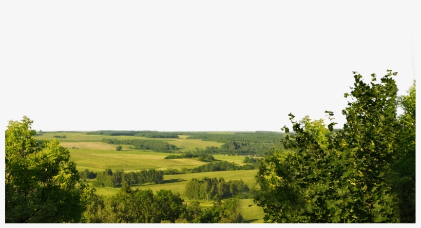 Wild Png, transparent png download