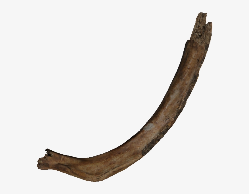 1920 X 927 5 - Real Bones Png, transparent png download