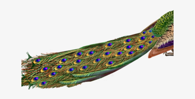 Transparent Background Peacock Png, transparent png download