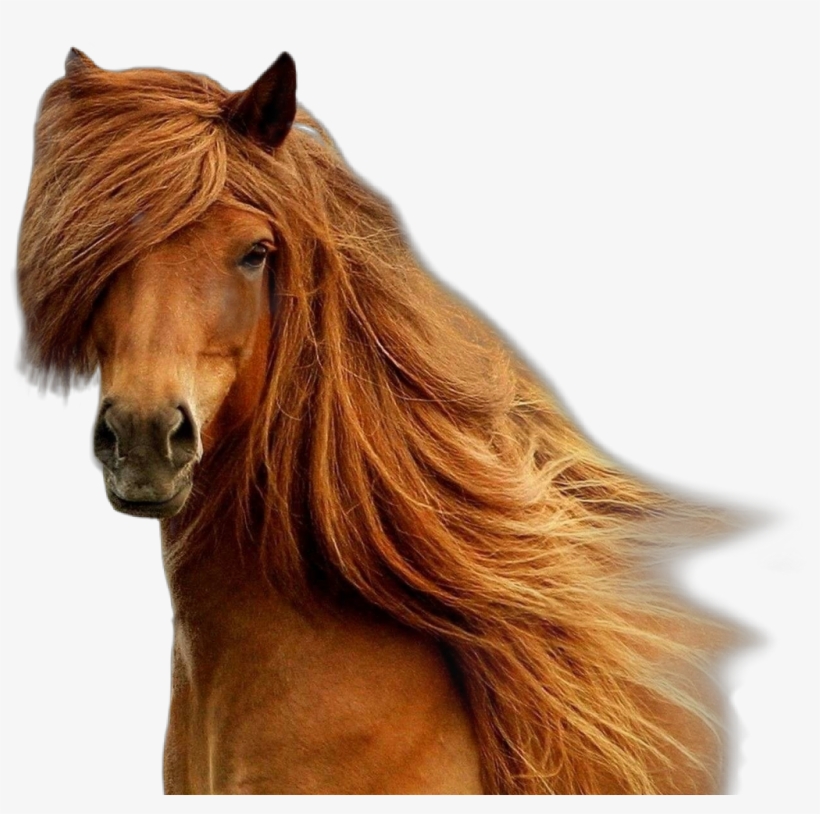 Horse Brown Brownhorse Beatiful Horseface - Beauty In Horses, transparent png download
