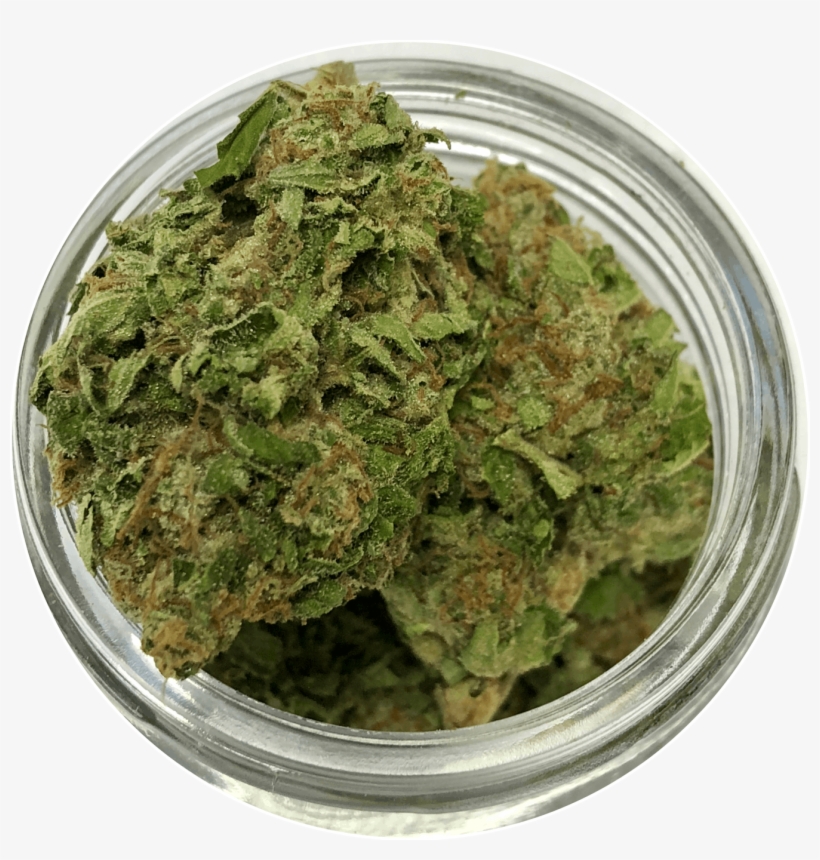 Liverwort, transparent png download