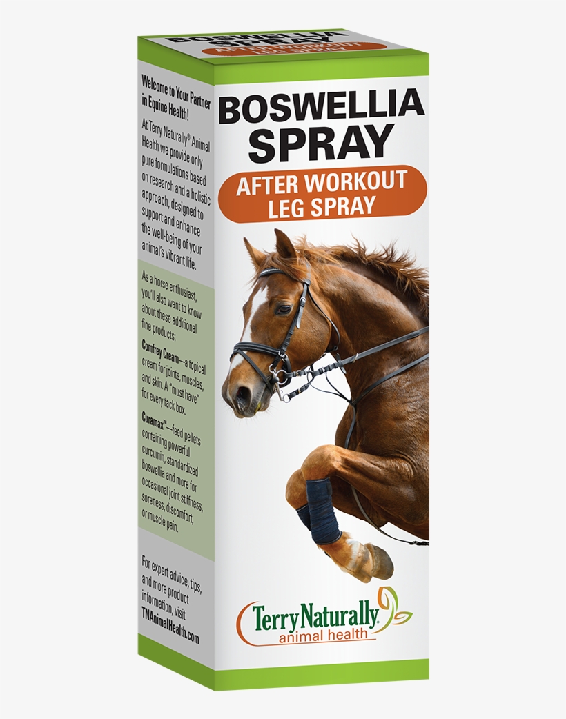 Horse Riding Banner, transparent png download