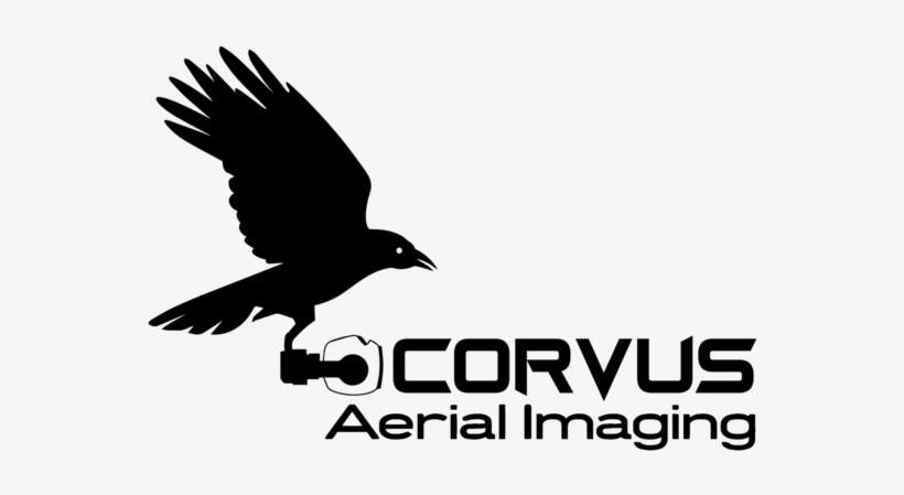 Corvus Black - Hawk, transparent png download