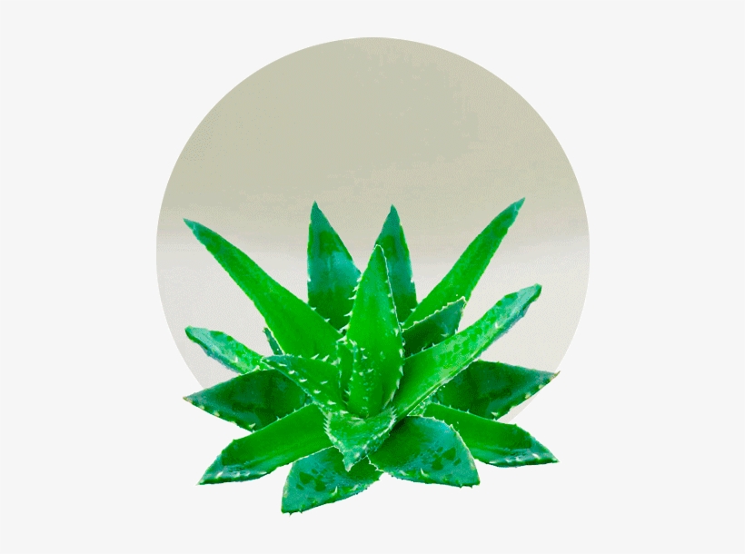 Aloe Vera Concentrate - Crema Mani Aloe Vera Irge, transparent png download