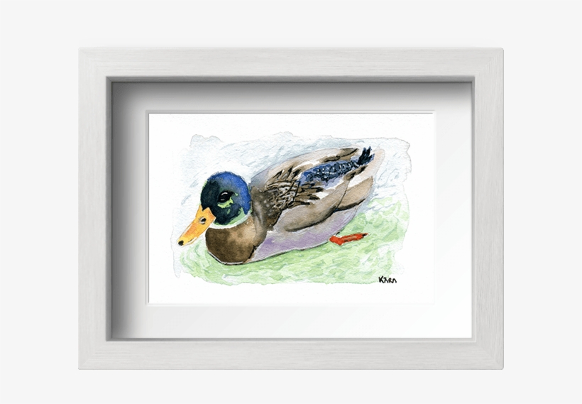 Acuarela Pato Con Pato - Mallard, transparent png download