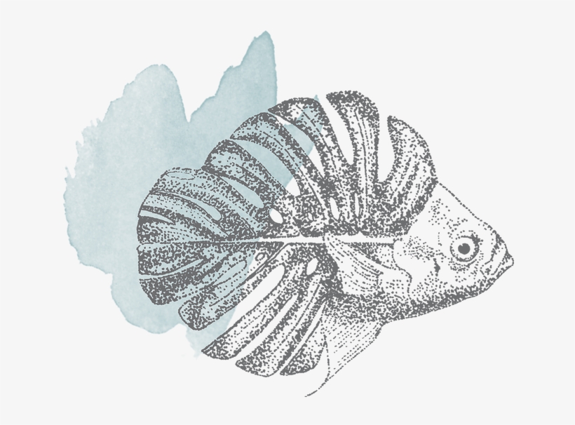 Pez Con Acuarela 1 - Sketch, transparent png download