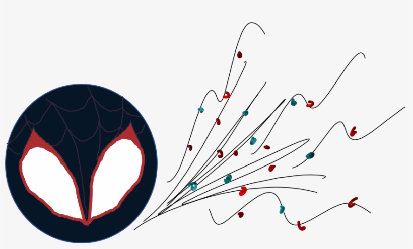 "spiderman, Spiderman, Does Whatever A Neutrophil Can" - Illustration, transparent png download