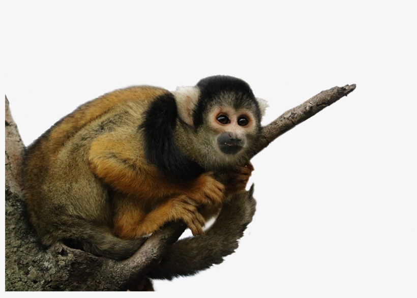 Bolivian Squirrel Monkey - Spider Monkey, transparent png download