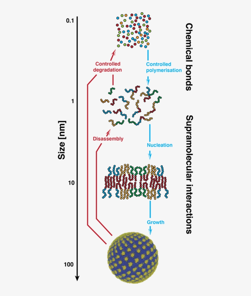 Molecular Engineering Of Nanoscopic Structures Starting - Diagram, transparent png download