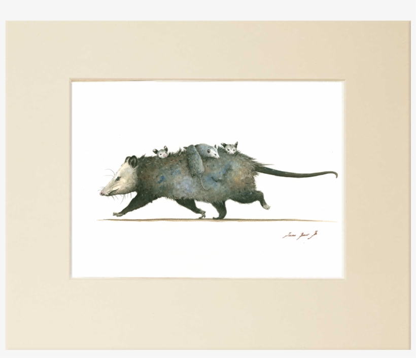 "opossum Family" - - Boar, transparent png download