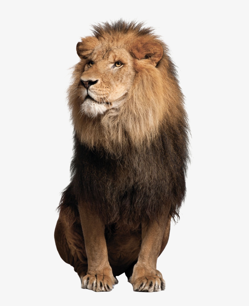 Lion Png Image, transparent png download