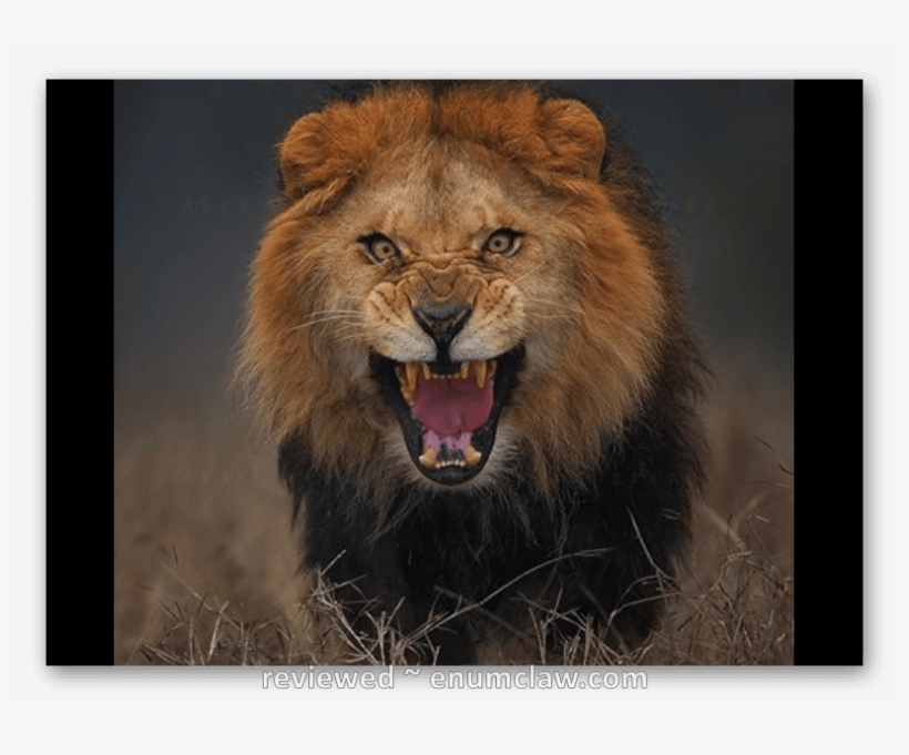 Photographer Almost Killed My Lion, transparent png download
