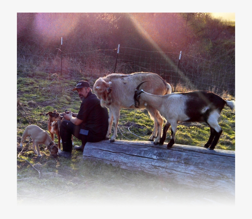 About Animal Farming - Family Farm Of Animals, transparent png download