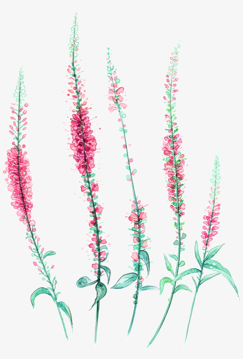 Hand Painted Colorful Flowers Transparent Decorative - Lavande Png, transparent png download