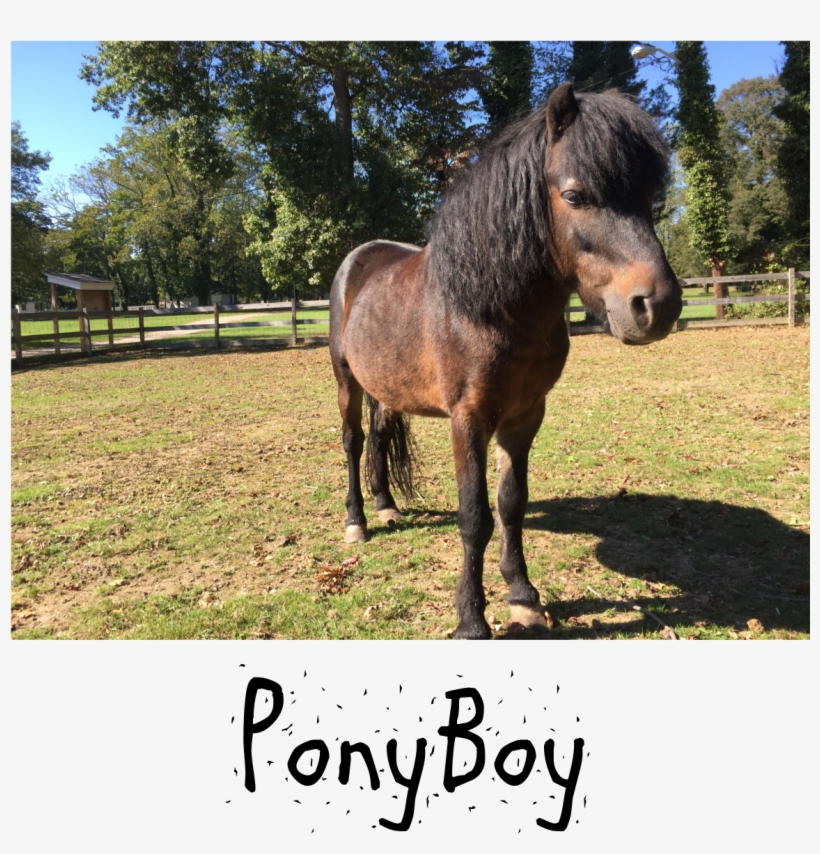 We Have Also Created An Amazon Wish List For Our Farm - Mane, transparent png download