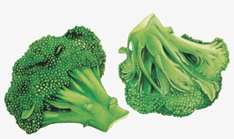 4 Erosion Génétique - Broccoli, transparent png download