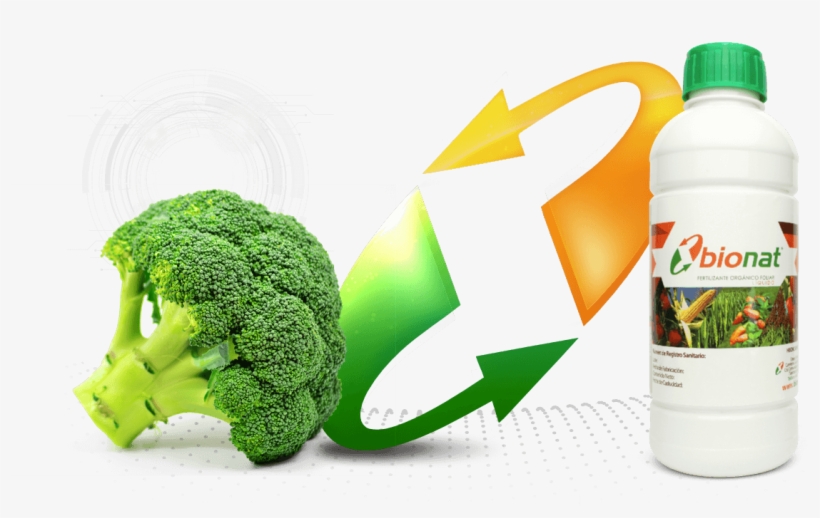 Brocoli - Bionat, transparent png download