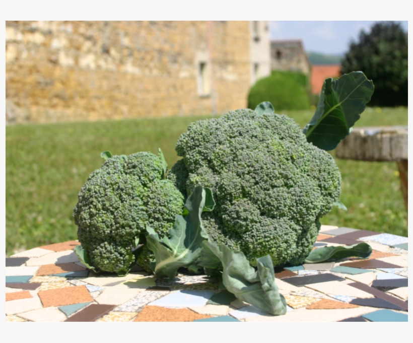 Brocoli Pièce Env - Broccoli, transparent png download