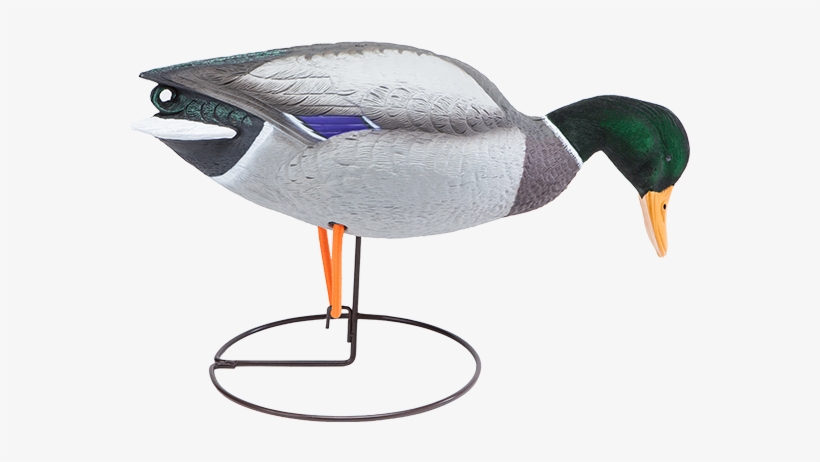 Field Mallard Decoy Drake Walker/feeder With Flocked - Mallard, transparent png download
