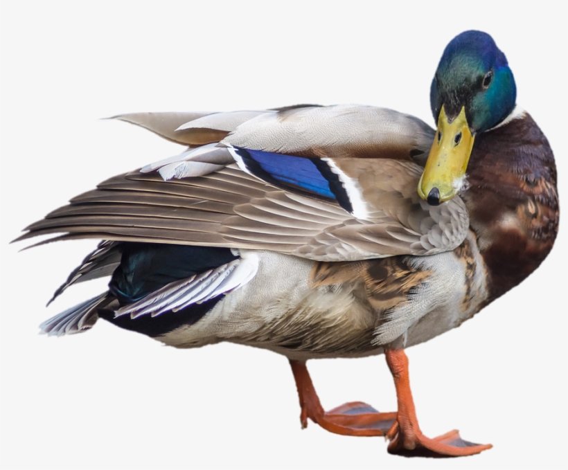 Duck, Mallard, Drake, Transparent, Isolated, Water - Ördək Png, transparent png download