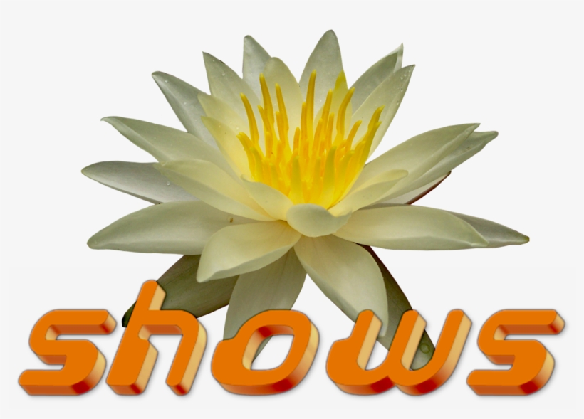 You've Just Joining The Mailing List Ttyl - Sacred Lotus, transparent png download
