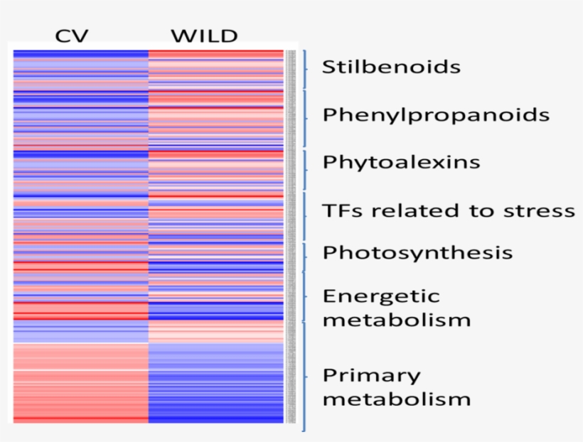 Heat Map Showing The Differentially Expressed Genes - Number, transparent png download