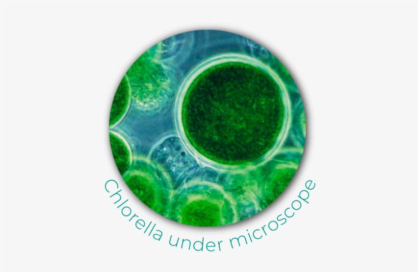 Chlorella - Blue Green Algae, transparent png download