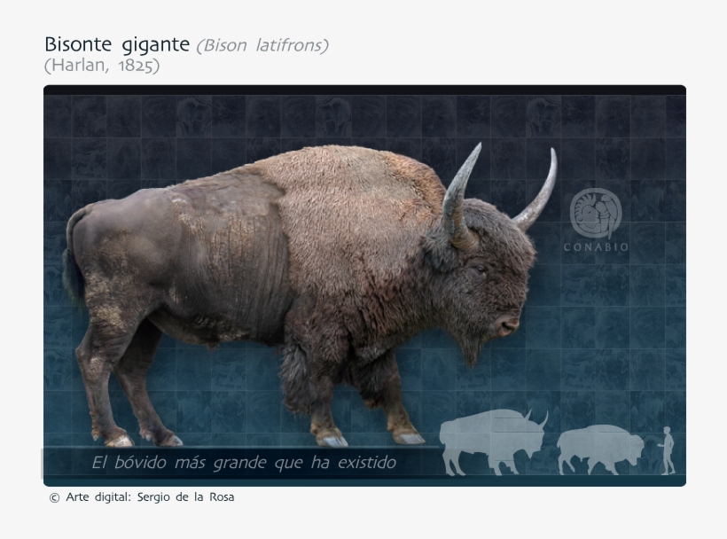 Bisonte De Cuernos Largos, transparent png download